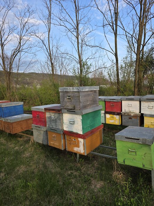 Vând stupi si rampe  in stare buna