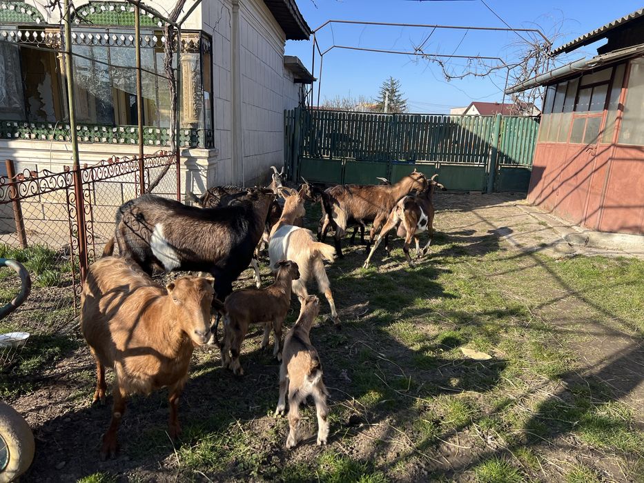 Capre cu lapte, tap si iezi pentru paste