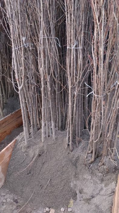 Vand pomi fructiferi