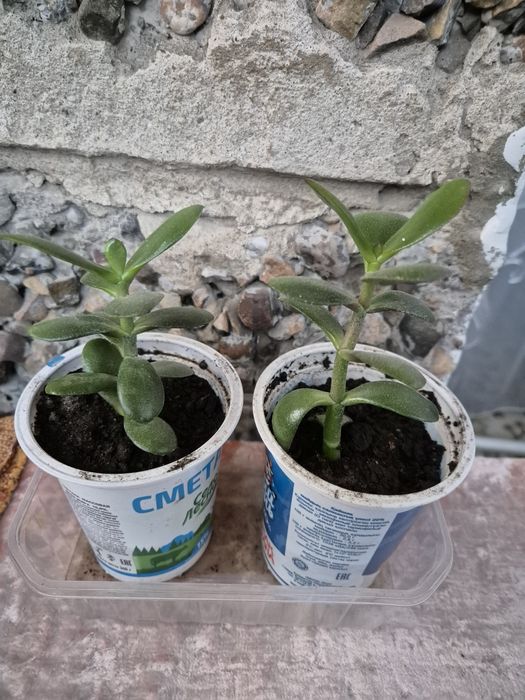 Муррайя метельчатая,толстянка,.