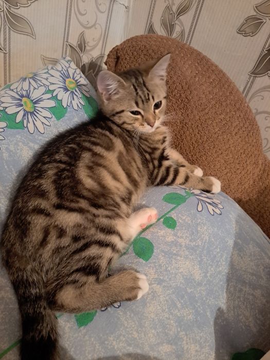 Потерялся кот район парковая