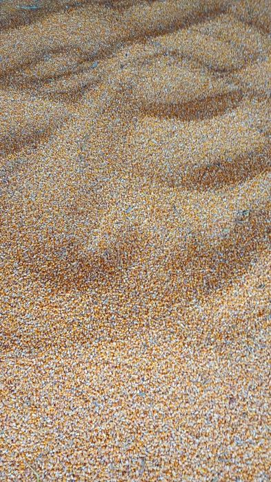 Porumb producție 2025