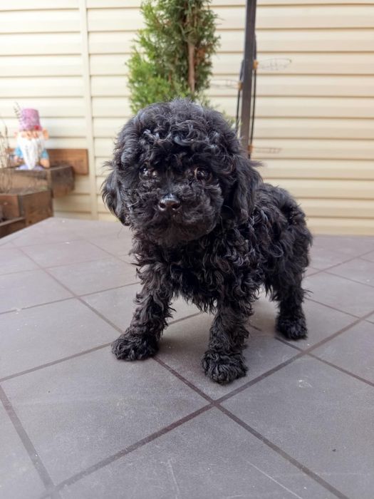 Той пудел бебета