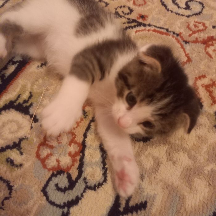 Вислоухий котёнок 1,5месяц  девочка