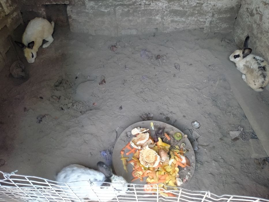 Quyonlar Куёнлар Кролики