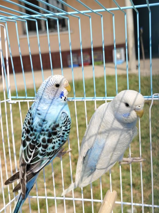 Попугай комплект с клеткой