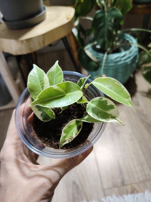 Фикус Мунлайт , мутабилис