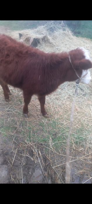 10 айлық ургашы тана сатылады