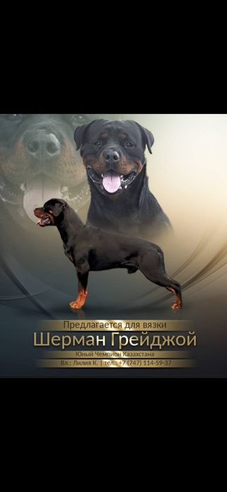 Ротвейлер кобель для вязки