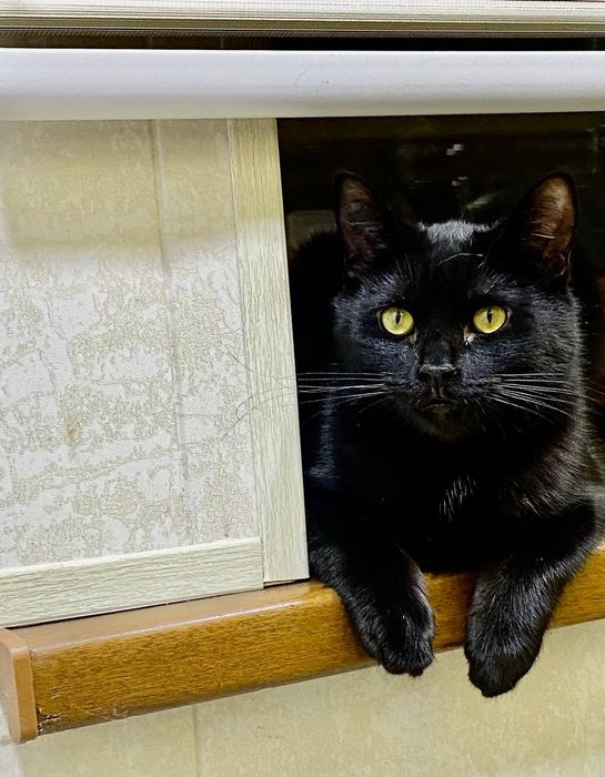 Отдам даром котят