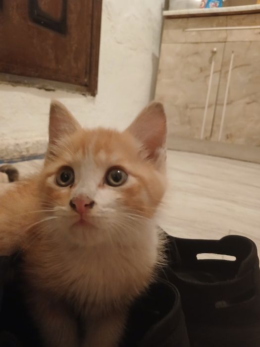 Кошка бесплатная