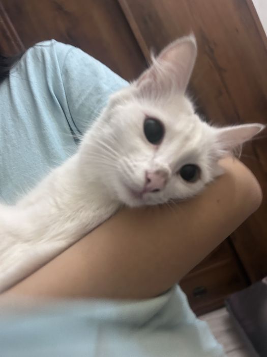 Потерялась кошка