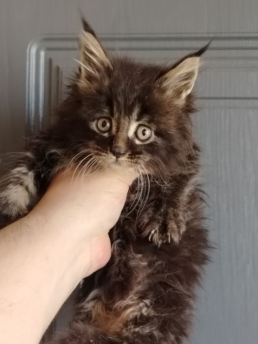 Котята из питомника