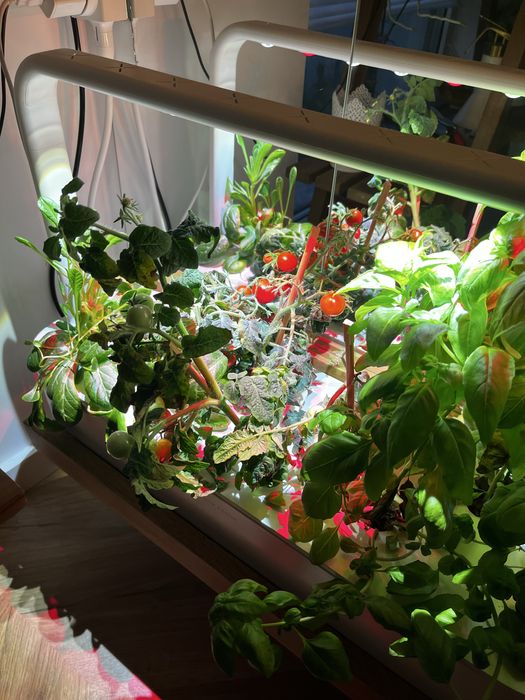 Seră Click and Grow