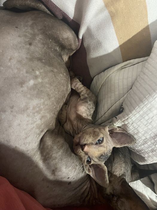 Продаются котята сфинксы