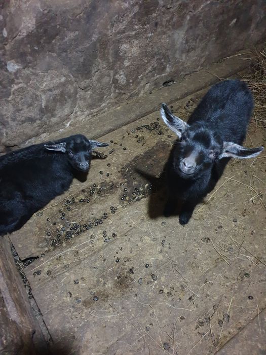 Продажа козлят простые