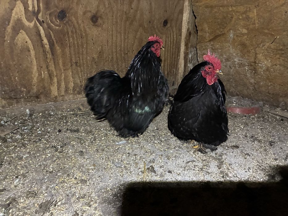 Cocosi cochinchina pitic