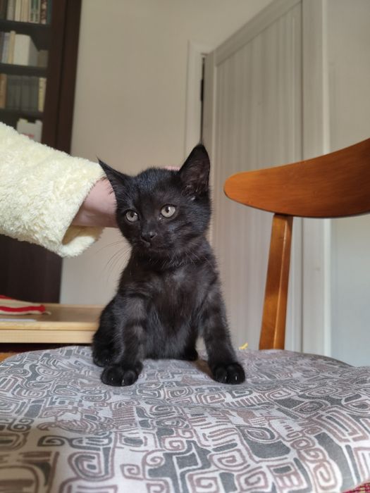 Котенок черный в добрые руки
