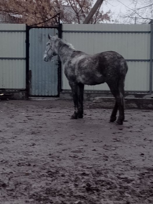 Продам араба лошадку