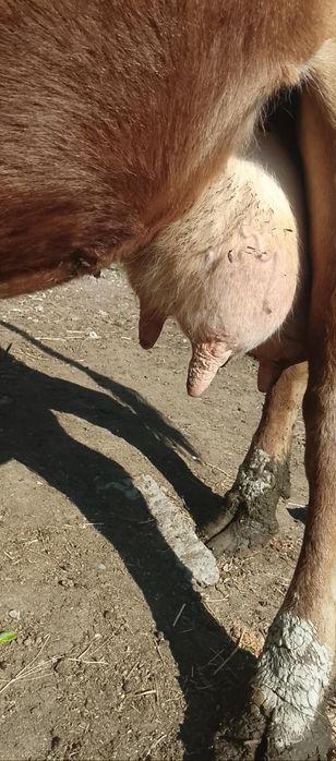 Vand o vaca buna de lapte