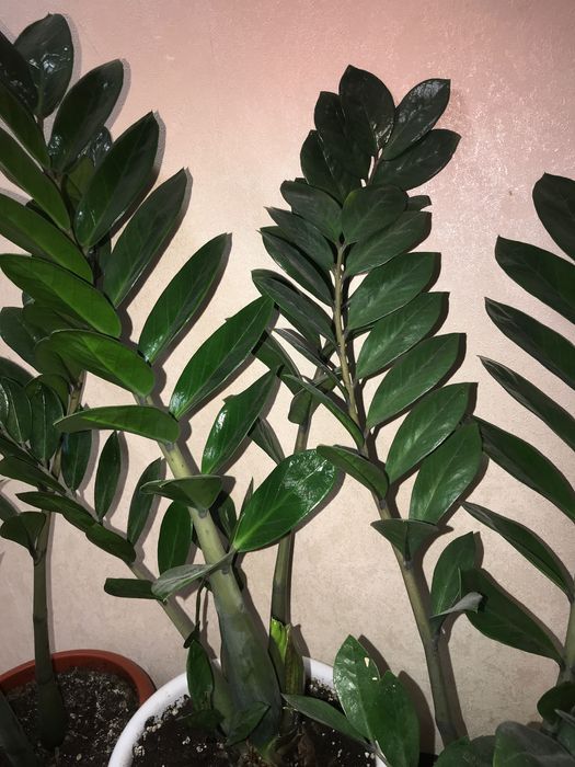 Продам Замиокулькас Долларовое Дерево