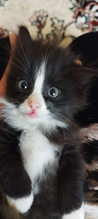 Chiroyli striptiz kokraklari