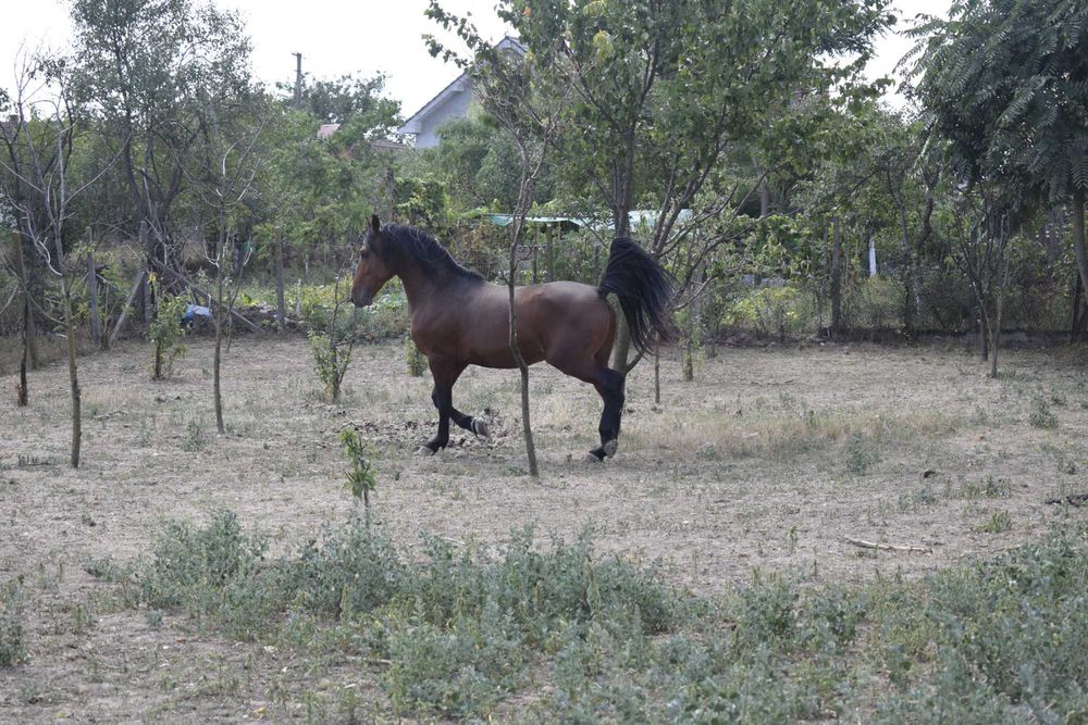 Cal de vanzare.