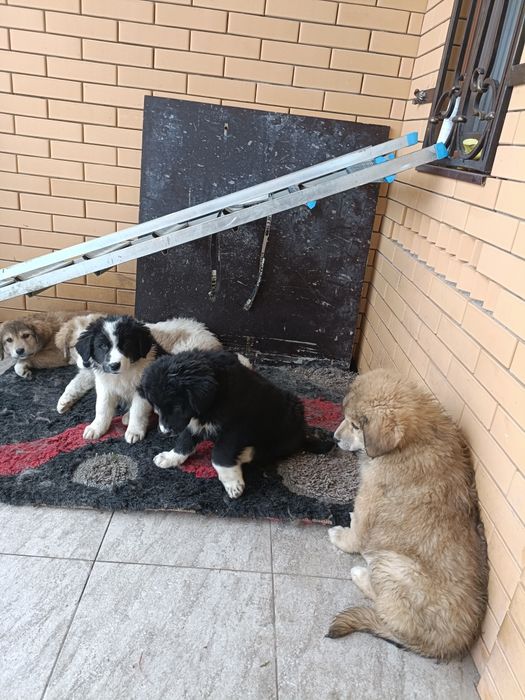 Щенки Төбета волкодавы