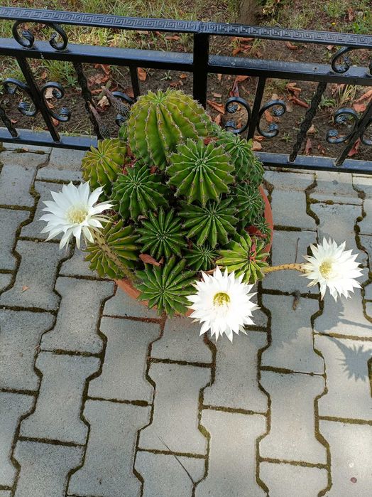Vand PLANTA CACTUS cu flori