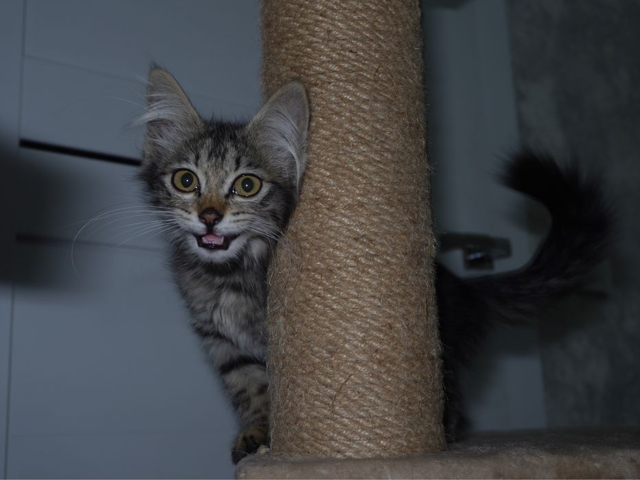 Котенок в добрые руки