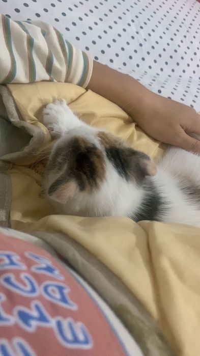 Шотлански 20000 цена