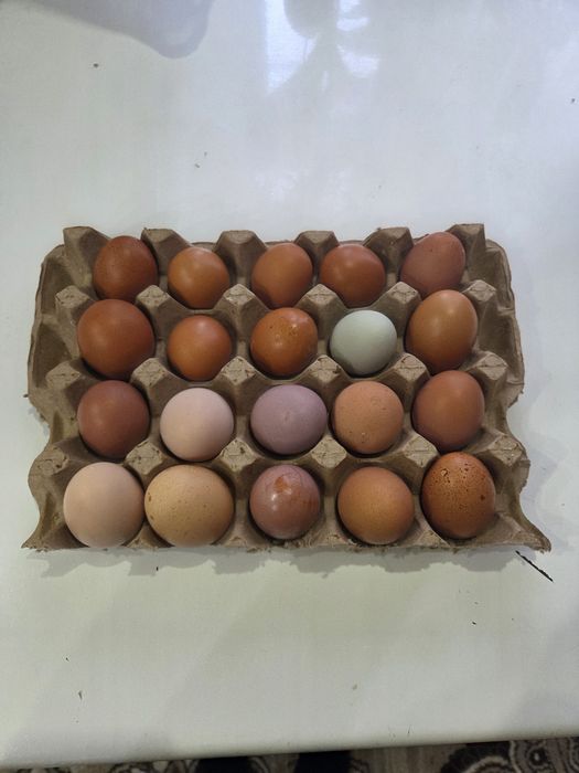 Продам домашние яйца