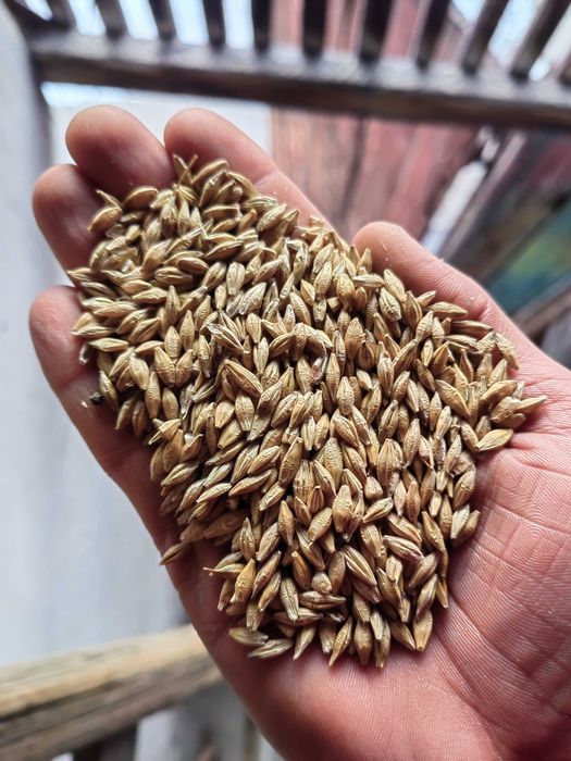 Vând srot soia, floarea soarelui, ulei, orzoaica