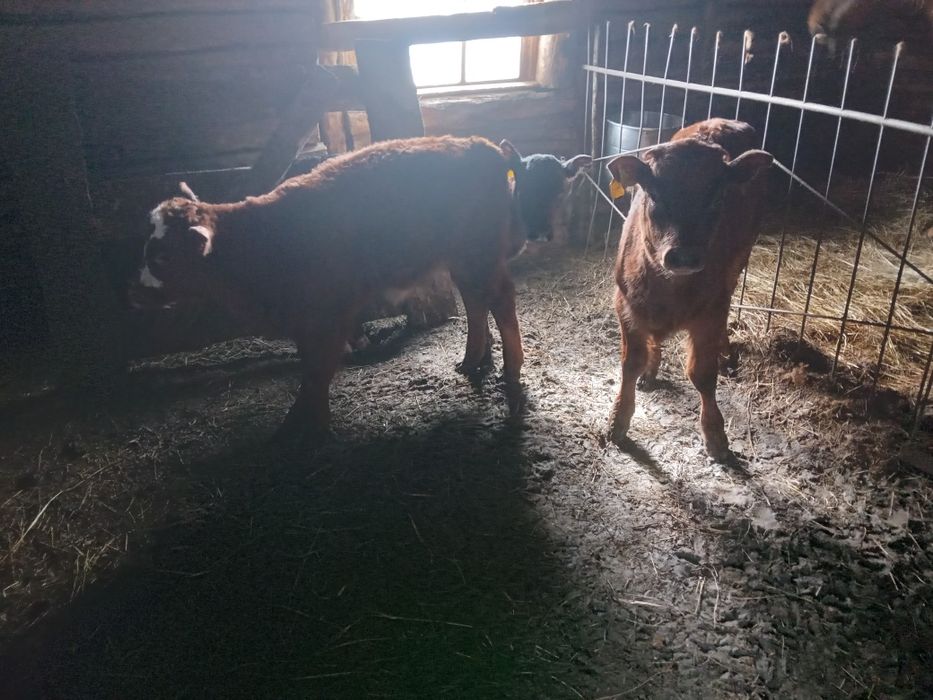 Жабағылар бұзаулар сатыладв