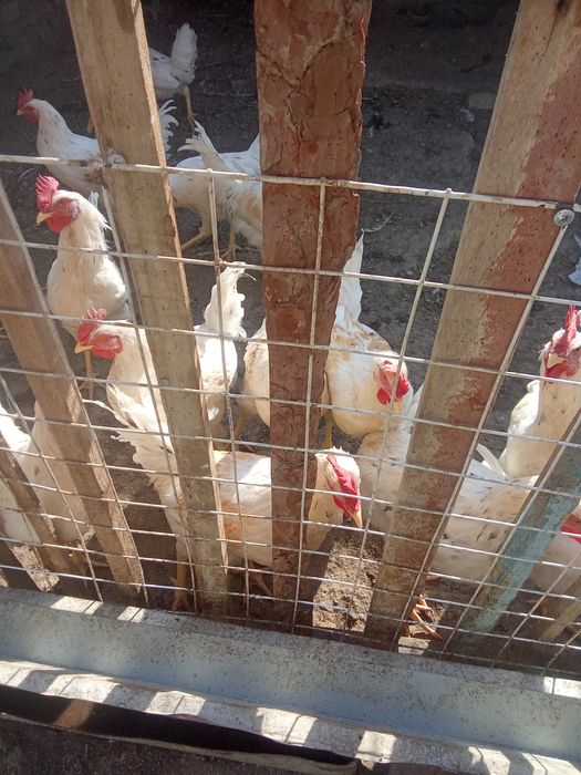 Ёш хўрозлар сотилади 65000 сўмдан