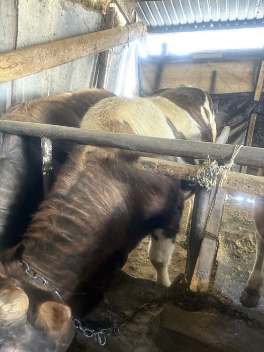 Продам бычков жирные