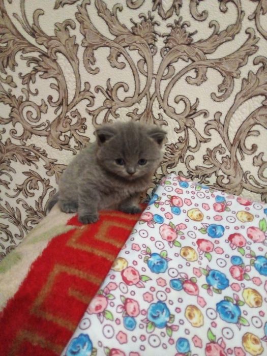 Катяти шотландские веслоуха фолд.