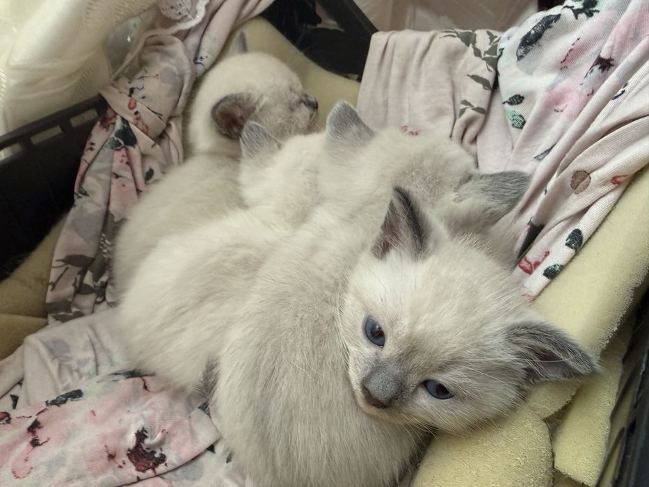 Отдам сиамских котят в хорошие руки