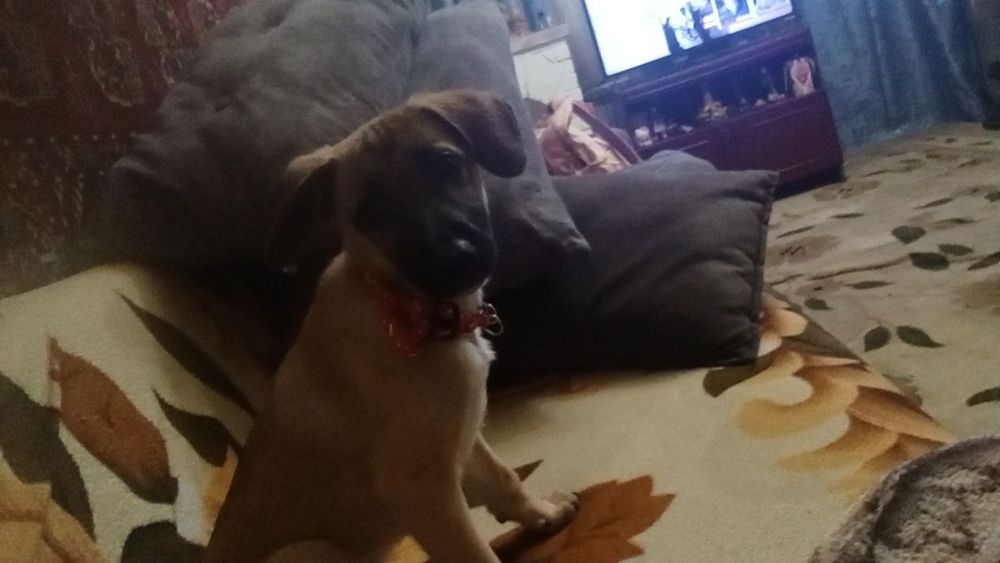 Отдадим собачку девочку в добрые руки