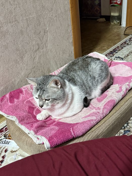 Отдам кота в хорошие руки