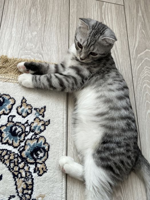 Котёнок котята кошки