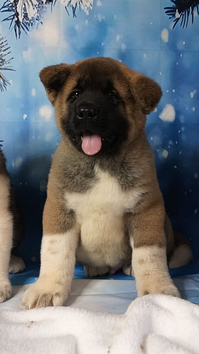 Американские Акиты мальчики