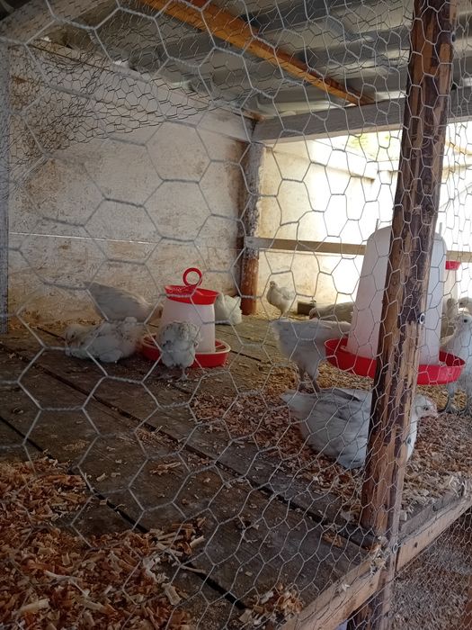 Pui La bresse de 8 săptămâni
