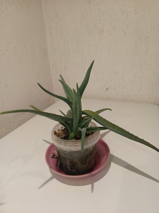 Продам цветы по 500 тг