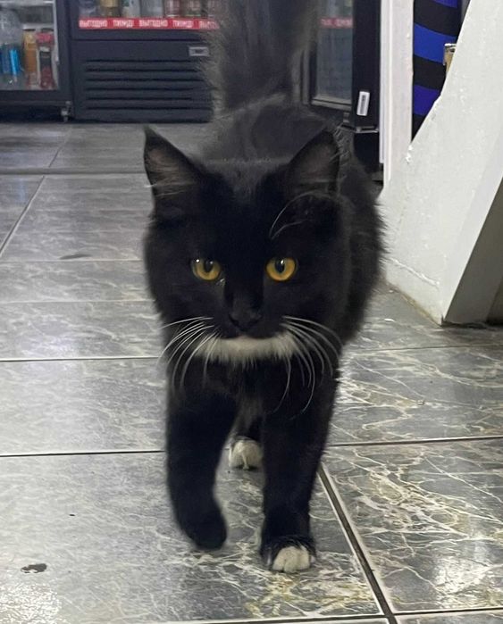 котенок бесплатно