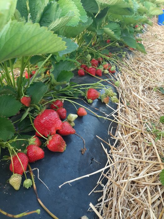 Stoloni Capsuni ALBION și soiuri anuale,zmeura remontanta