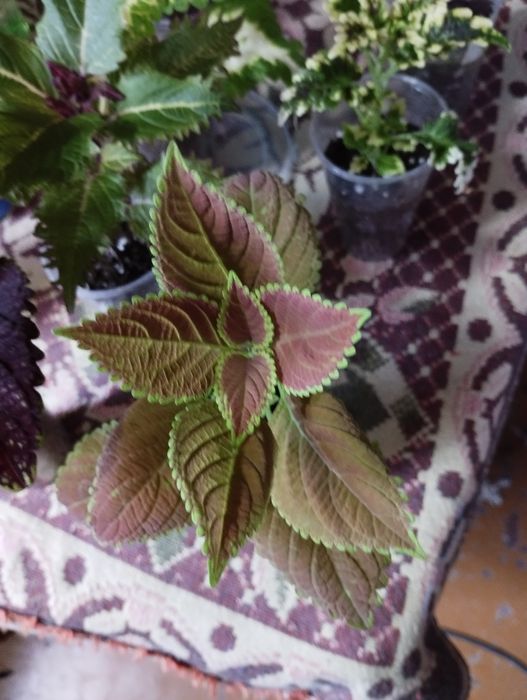 Продам комнатные цветы