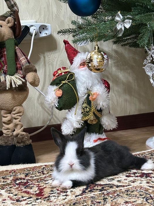 Продам декоративного кролика