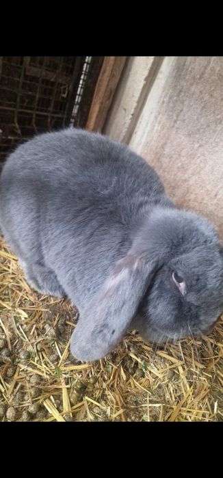 Iepuri din rasa berbec, de vanzare!