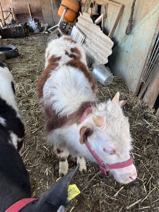 Жас баспак тар сатлады